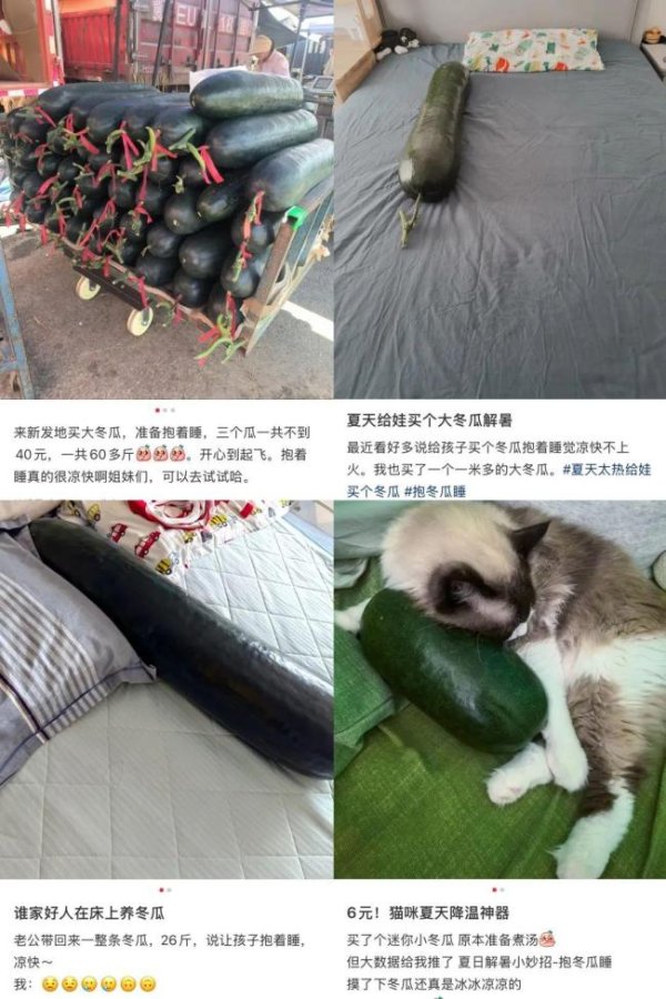 永利策略 “抱冬瓜睡觉”真能降温吗 清凉助眠有科学依据